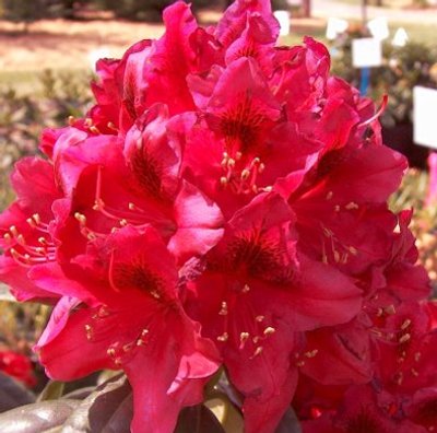  Rhododendron